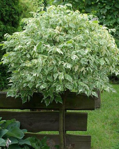 Acer negundo (Ацер негундо) — sadnica iz rasadnika Floriven