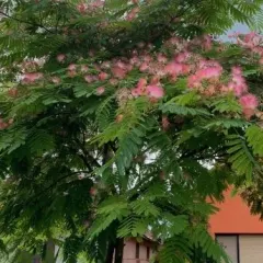 Albicija (kineska mimoza) (Албиција (кинеска мимоза)) — sadnica iz rasadnika Floriven