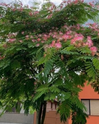 Albicija (kineska mimoza) (Албиција (кинеска мимоза)) — sadnica iz rasadnika Floriven
