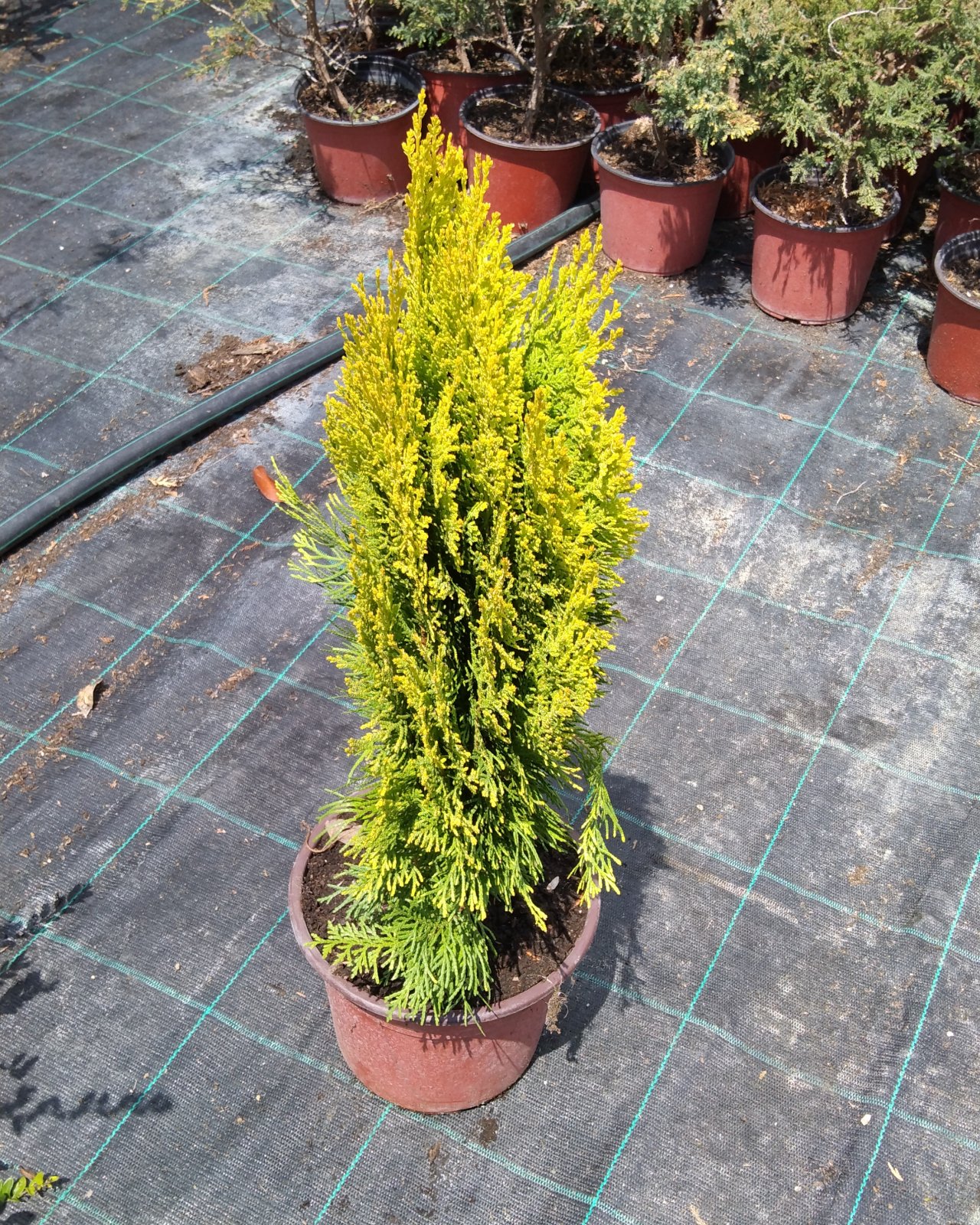 Tuja Aurea nana, fotografija iz rasadnika