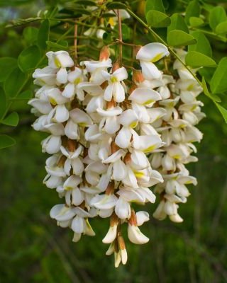 Bagrem za pošumljavanje (Багрем за пошумљавање) — sadnica iz rasadnika Floriven