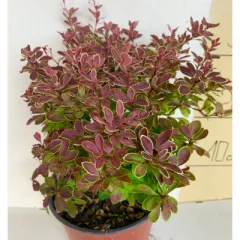 Berberis (Берберис) — sadnica iz rasadnika Floriven