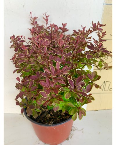 Berberis (Берберис) — sadnica iz rasadnika Floriven