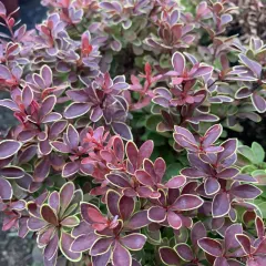 Berberis, fotografija iz rasadnika