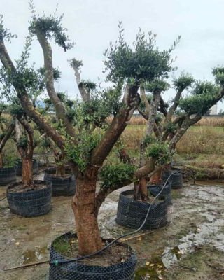 Bonsai maslina (Бонсаи маслина) — sadnica iz rasadnika Floriven