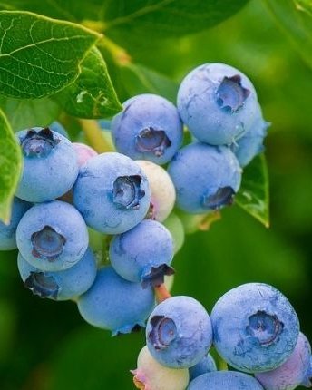 Bobičasto voće — sadnica iz rasadnika Floriven
