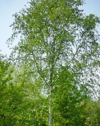 Breza (Бреза) — sadnica iz rasadnika Floriven