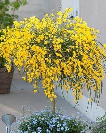 Citisus (Цитисус) — sadnica iz rasadnika Floriven