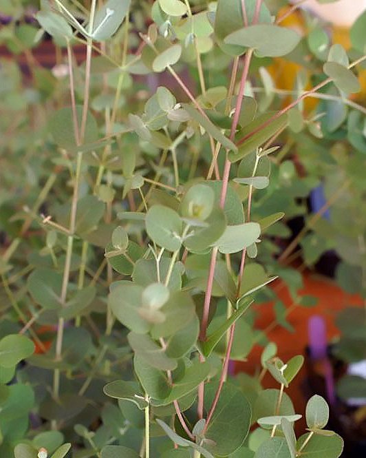 Eukaliptus — sadnica iz rasadnika Floriven