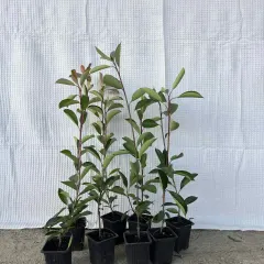 Fotinija mala (40–60 cm) — paket 10 kom (Фотинија мала (40–60 цм) — пакет 10 ком) — sadnica iz rasadnika Floriven