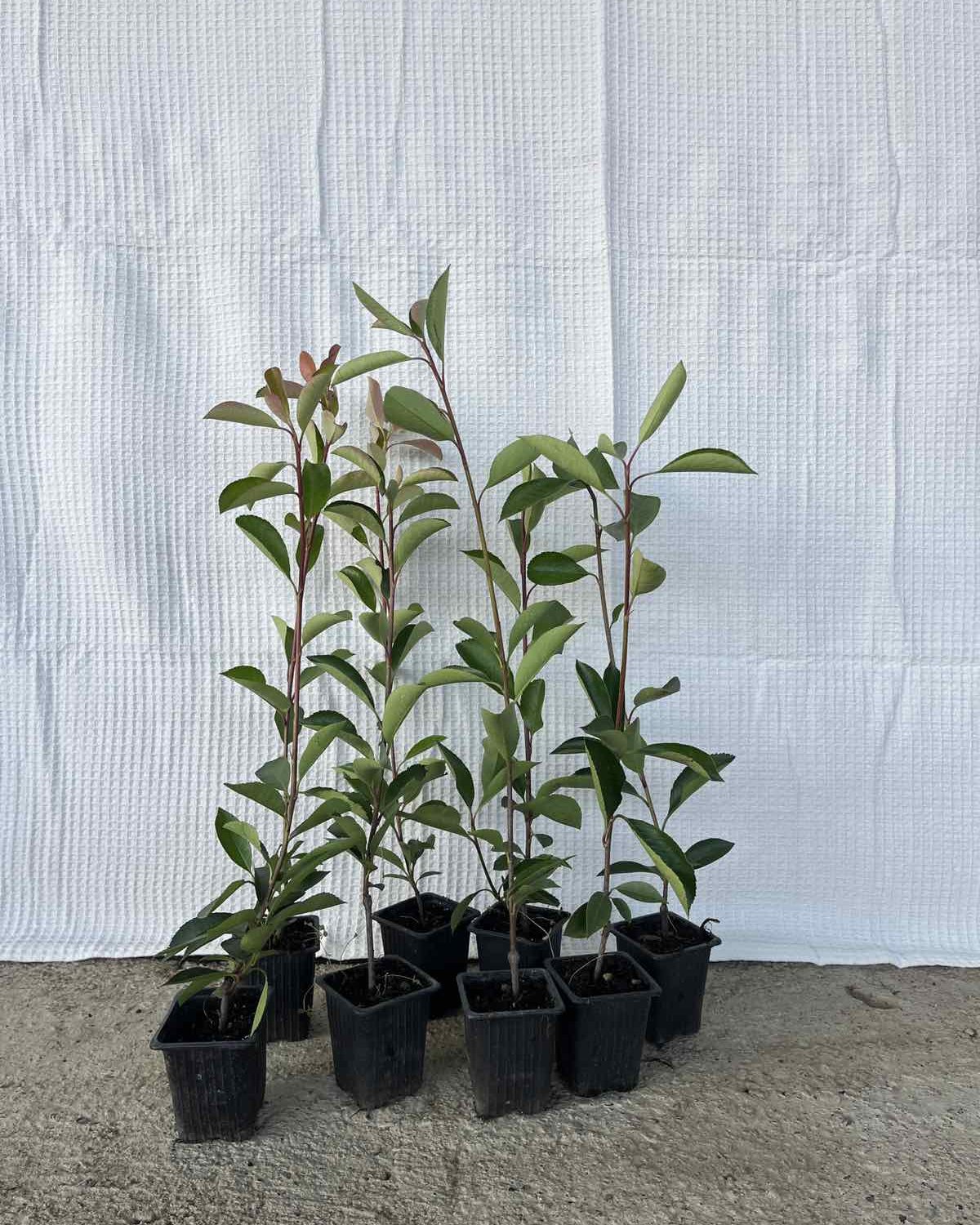Fotinija mala (40–60 cm) — paket 10 kom (Фотинија мала (40–60 цм) — пакет 10 ком) — sadnica iz rasadnika Floriven
