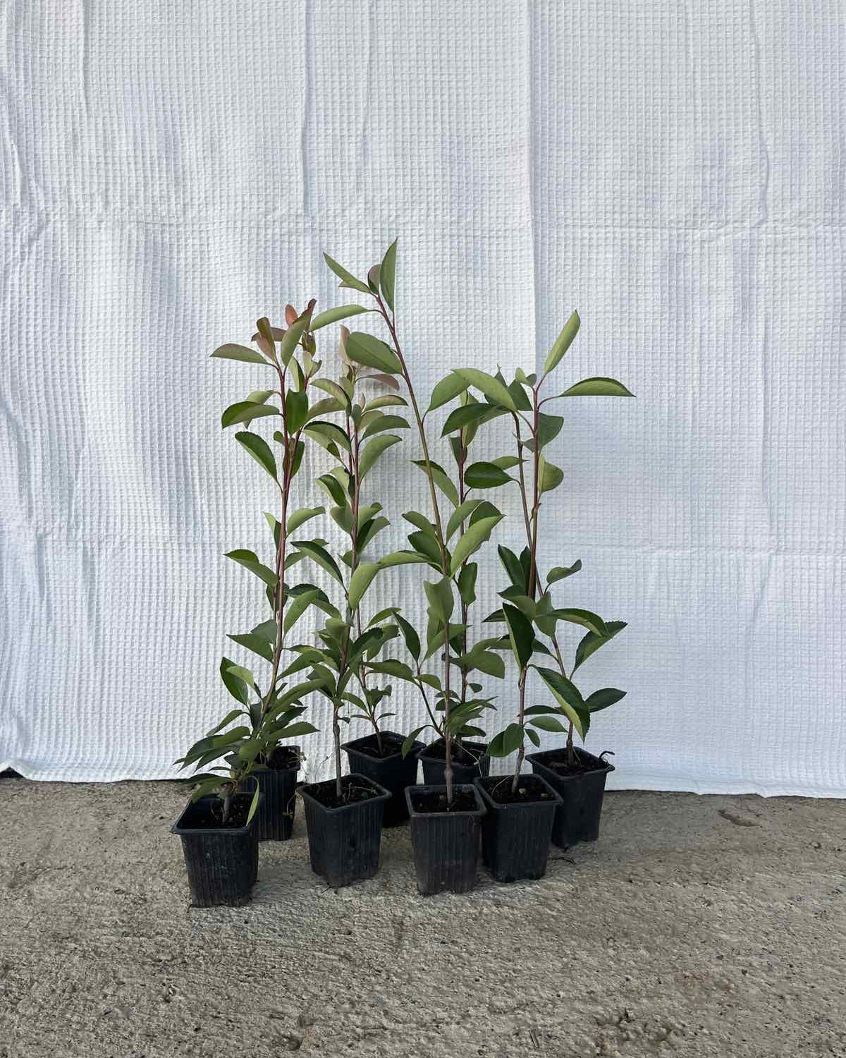Fotinija mala (40–60 cm) — paket 10 kom, fotografija iz rasadnika