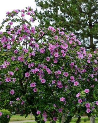 Hibiskus (Хибискус) — sadnica iz rasadnika Floriven