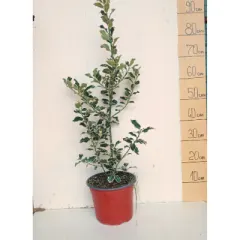 Ileks (Илекс) — sadnica iz rasadnika Floriven