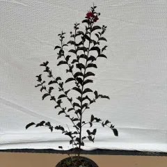 Indijski jorgovan (Индијски јоргован) — sadnica iz rasadnika Floriven