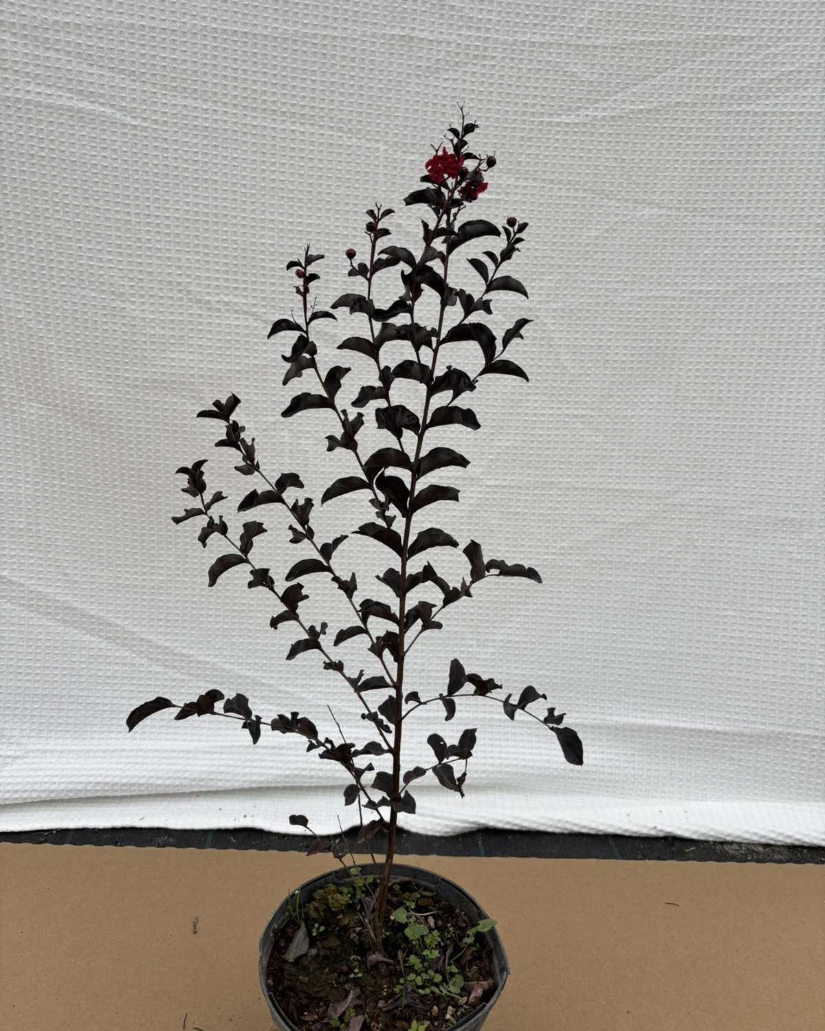 Indijski jorgovan (Индијски јоргован) — sadnica iz rasadnika Floriven