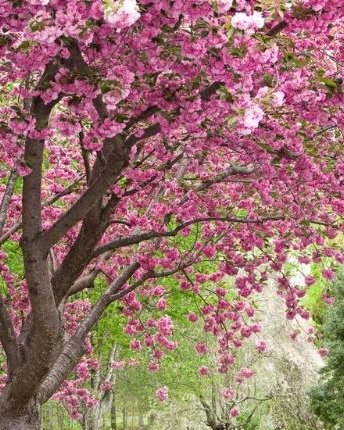 Japanska trešnja (Јапанска трешња) — sadnica iz rasadnika Floriven