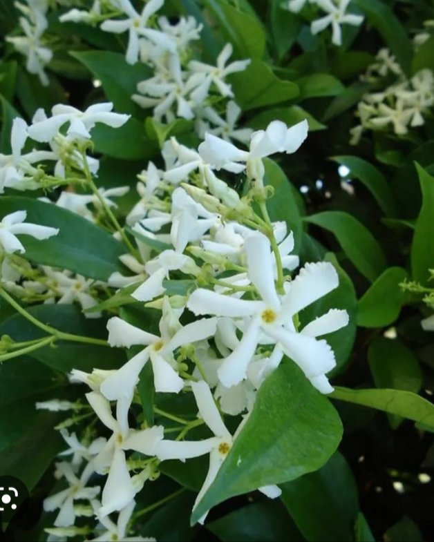 Jasmin, fotografija iz rasadnika