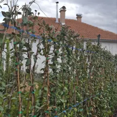 Jasmin, fotografija iz rasadnika