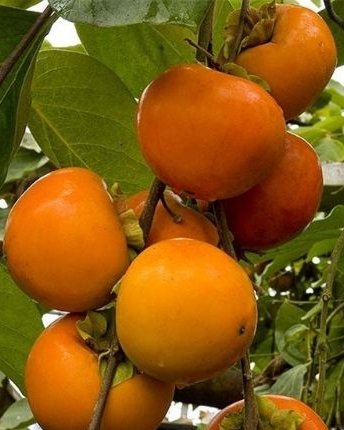 Kaki jabuka (Каки јабука) — sadnica iz rasadnika Floriven