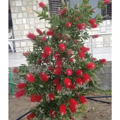 Kalistemon (Калистемон) — sadnica iz rasadnika Floriven