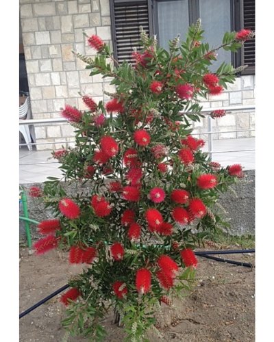 Paket Mediteran (mali) — sadnica iz rasadnika Floriven