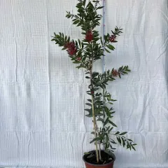 Kalistemon, fotografija iz rasadnika