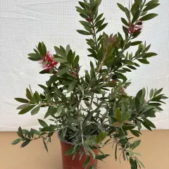 Kalistemon, fotografija iz rasadnika