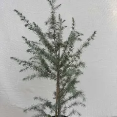 Kedar (Кедар) — sadnica iz rasadnika Floriven