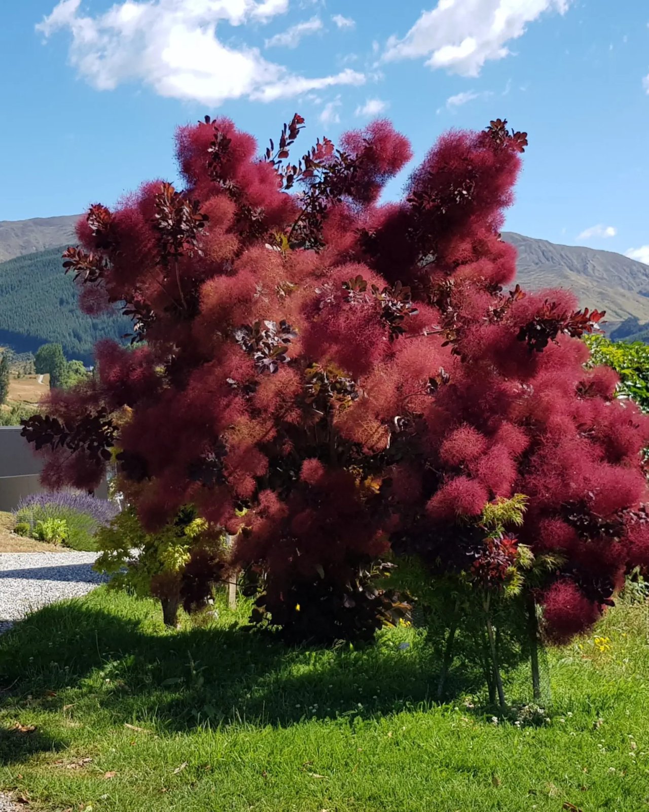 Kotinus (Котинус) — sadnica iz rasadnika Floriven