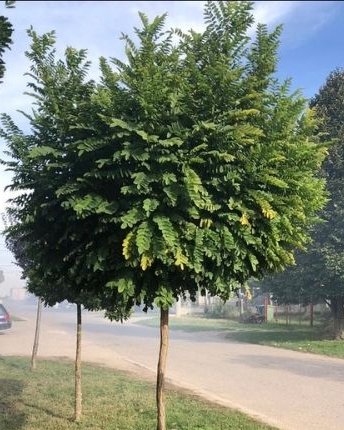 Kuglasti bagrem (Кугласти багрем) — sadnica iz rasadnika Floriven