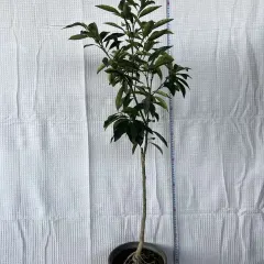 Kumkvat (Кумкват) — sadnica iz rasadnika Floriven