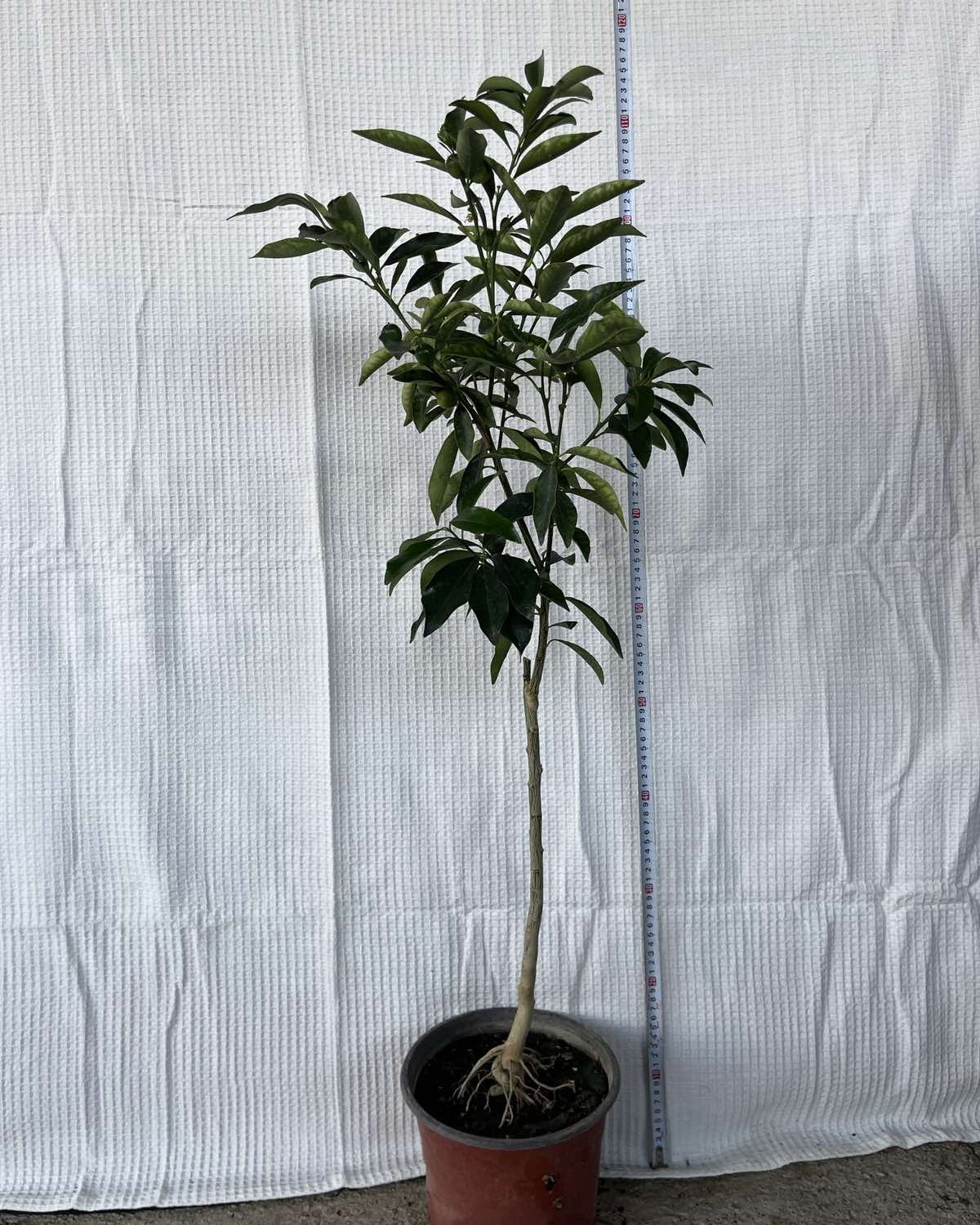 Kumkvat (Кумкват) — sadnica iz rasadnika Floriven