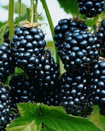Kupina (Купина) — sadnica iz rasadnika Floriven