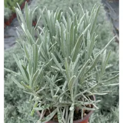 Lavanda, fotografija iz rasadnika