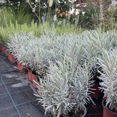 Lavanda, fotografija iz rasadnika