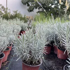 Lavanda, fotografija iz rasadnika