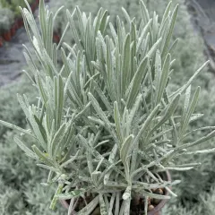 Lavanda, fotografija iz rasadnika