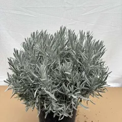 Lavanda (Лаванда) — sadnica iz rasadnika Floriven