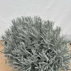 Lavanda, fotografija iz rasadnika