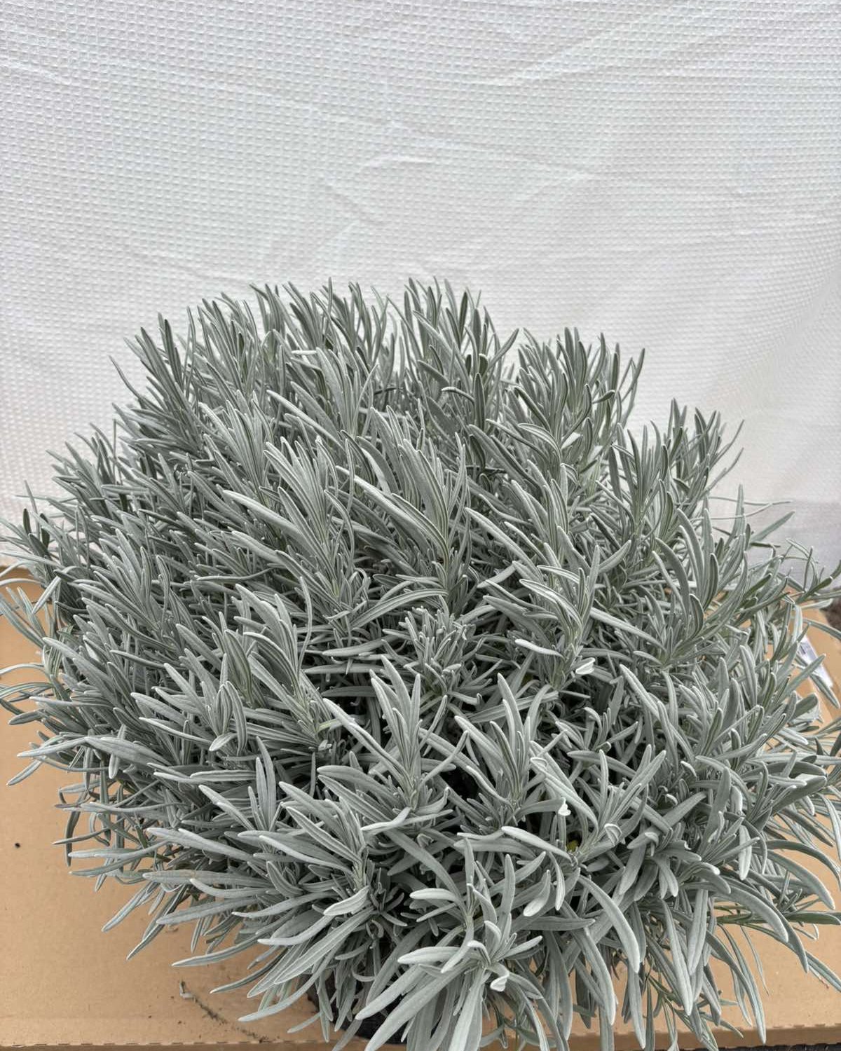 Lavanda, fotografija iz rasadnika