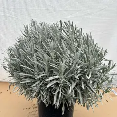 Lavanda, fotografija iz rasadnika
