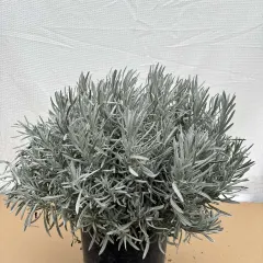 Lavanda, fotografija iz rasadnika