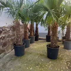 Lepezasta palma, fotografija iz rasadnika