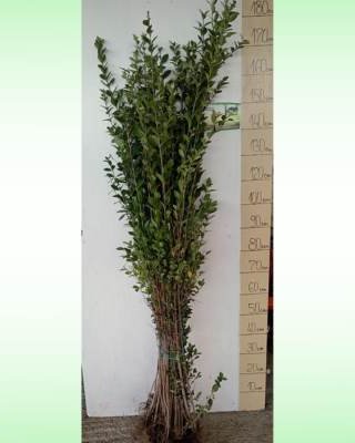 Ligustrum — paket 50 kom (Лигуструм — пакет 50 ком) — sadnica iz rasadnika Floriven