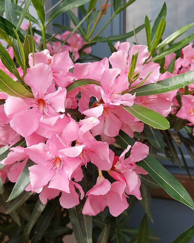 Lijander na štapu (roze) — sadnica iz rasadnika Floriven