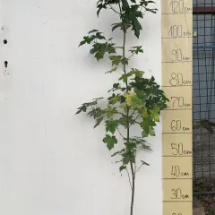 Likvidambar, fotografija iz rasadnika