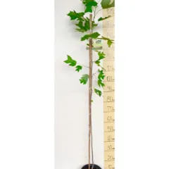 Liliodendron (Лилиодендрон) — sadnica iz rasadnika Floriven