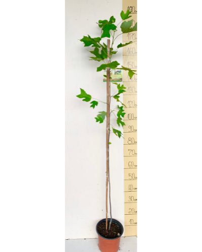 Liliodendron (Лилиодендрон) — sadnica iz rasadnika Floriven