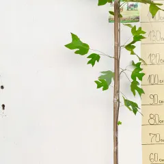 Liliodendron, fotografija iz rasadnika